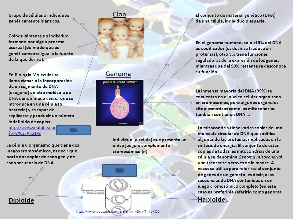 Clon Grupo de células o individuos genéticamente idénticos. El conjunto de material genético (DNA) de una célula, individuo o especie.