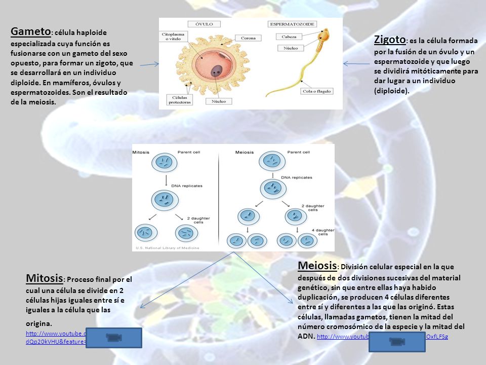 Gameto: célula haploide especializada cuya función es fusionarse con un gameto del sexo opuesto, para formar un zigoto, que se desarrollará en un individuo diploide. En mamíferos, óvulos y espermatozoides. Son el resultado de la meiosis.