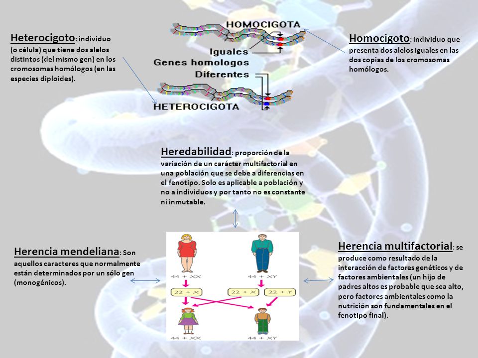 Heterocigoto: individuo (o célula) que tiene dos alelos distintos (del mismo gen) en los cromosomas homólogos (en las especies diploides).