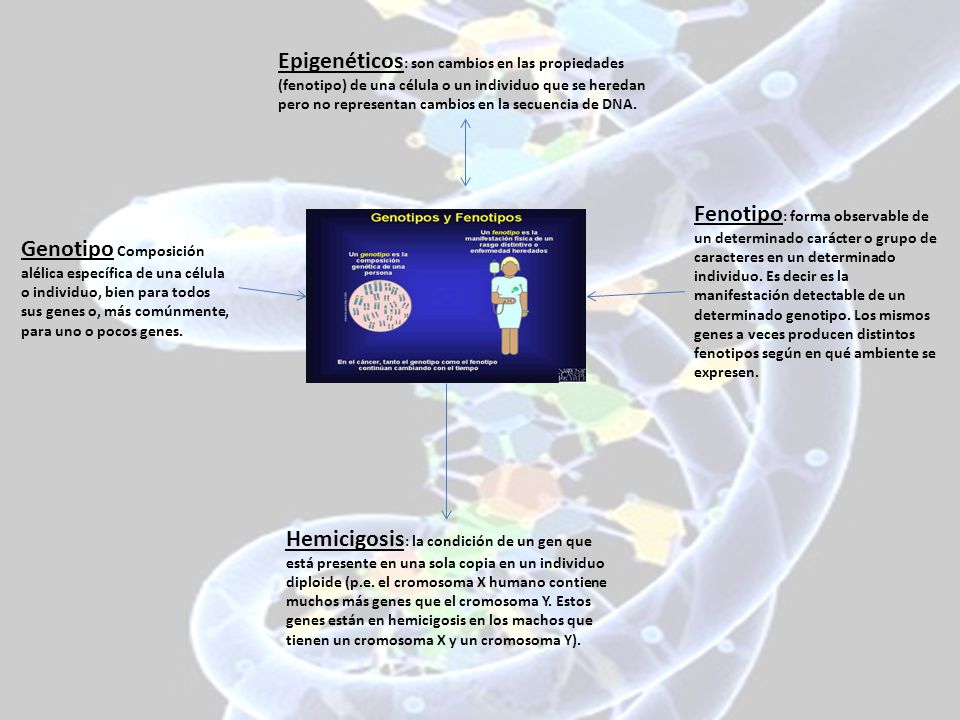Epigenéticos: son cambios en las propiedades (fenotipo) de una célula o un individuo que se heredan pero no representan cambios en la secuencia de DNA.