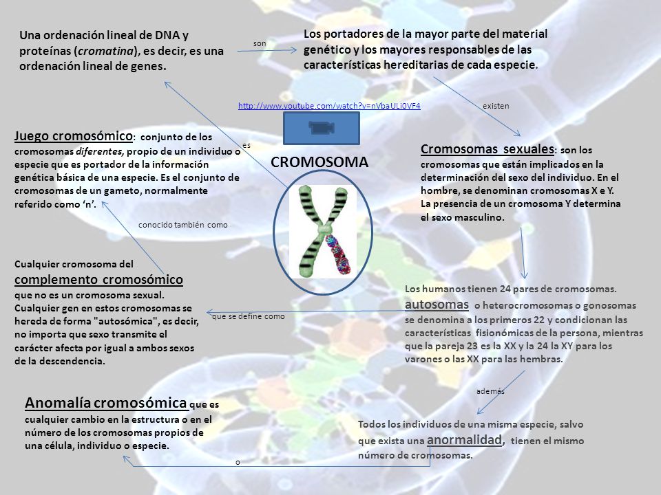 Una ordenación lineal de DNA y proteínas (cromatina), es decir, es una ordenación lineal de genes.