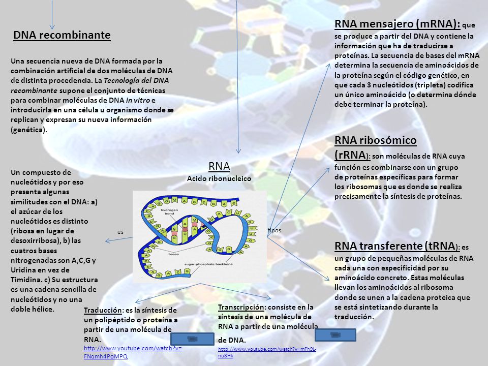 RNA mensajero (mRNA): que se produce a partir del DNA y contiene la información que ha de traducirse a proteínas. La secuencia de bases del mRNA determina la secuencia de aminoácidos de la proteína según el código genético, en que cada 3 nucleótidos (tripleta) codifica un único aminoácido (o determina dónde debe terminar la proteína).