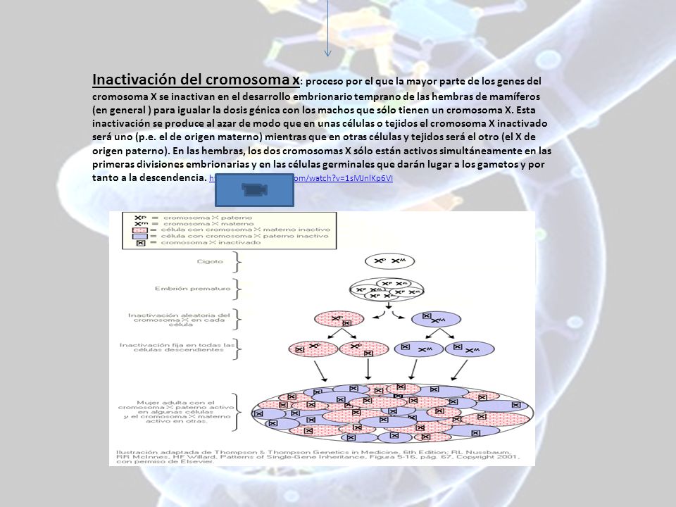 Inactivación del cromosoma x: proceso por el que la mayor parte de los genes del cromosoma X se inactivan en el desarrollo embrionario temprano de las hembras de mamíferos (en general ) para igualar la dosis génica con los machos que sólo tienen un cromosoma X.