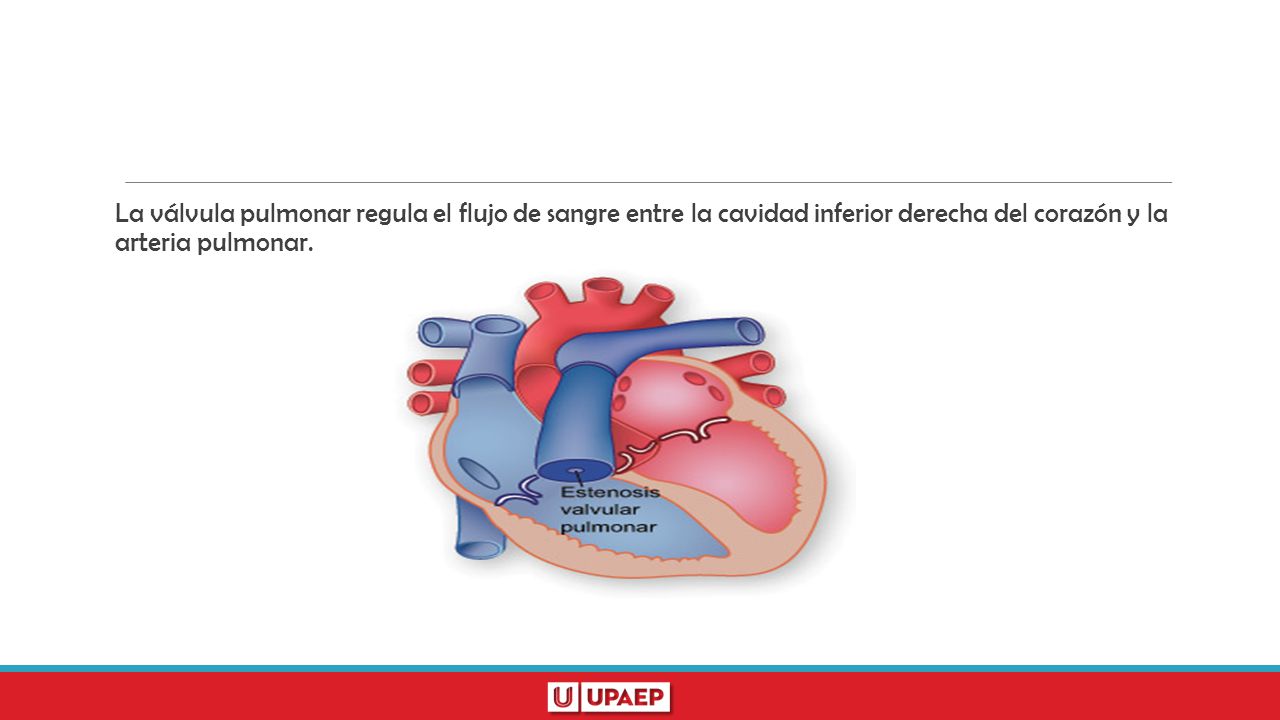 La válvula pulmonar regula el flujo de sangre entre la cavidad inferior derecha del corazón y la arteria pulmonar.
