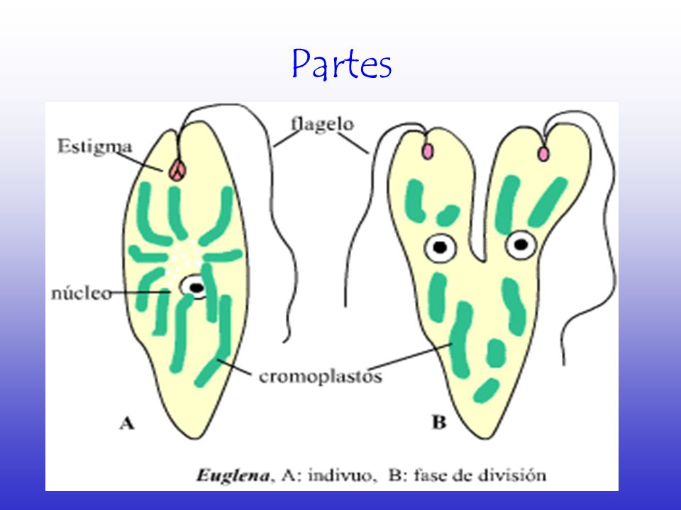 Partes