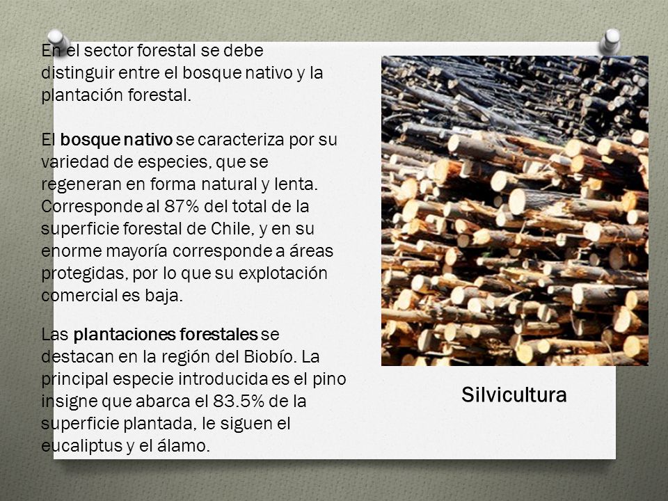 En el sector forestal se debe distinguir entre el bosque nativo y la plantación forestal.