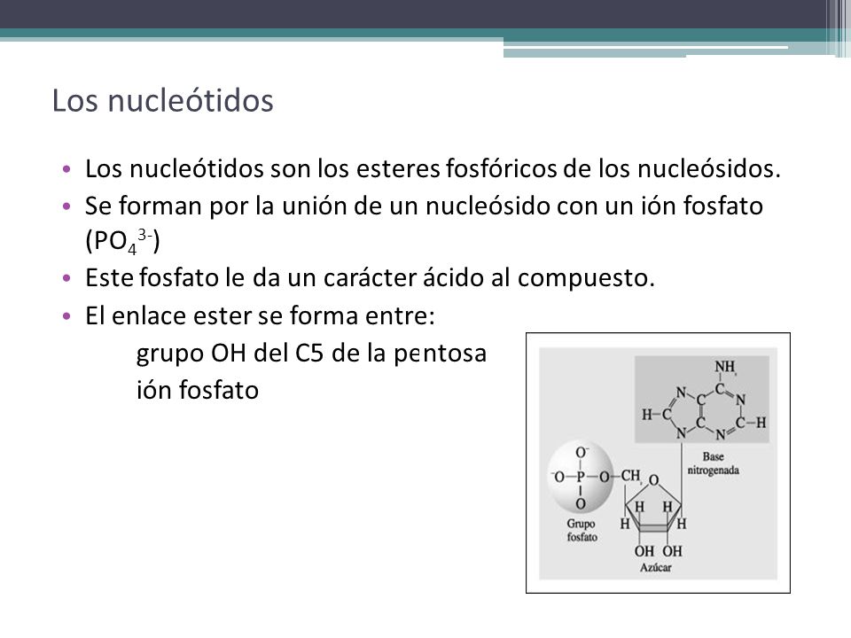 Los nucleótidos Los nucleótidos son los esteres fosfóricos de los nucleósidos. Se forman por la unión de un nucleósido con un ión fosfato (PO43-)