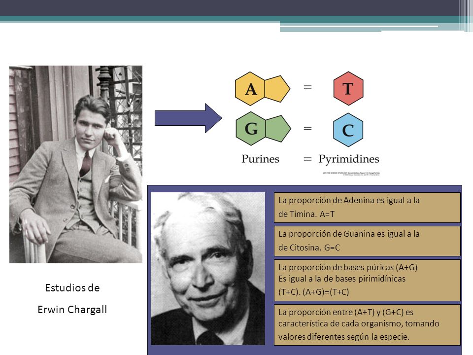 Estudios de Erwin Chargall La proporción de Adenina es igual a la