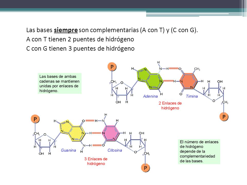 Las bases siempre son complementarias (A con T) y (C con G).