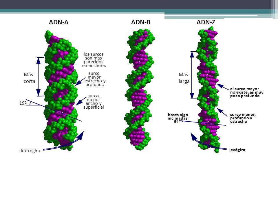 ADN-A ADN-B ADN-Z Más corta Más larga los surcos son más parecidos