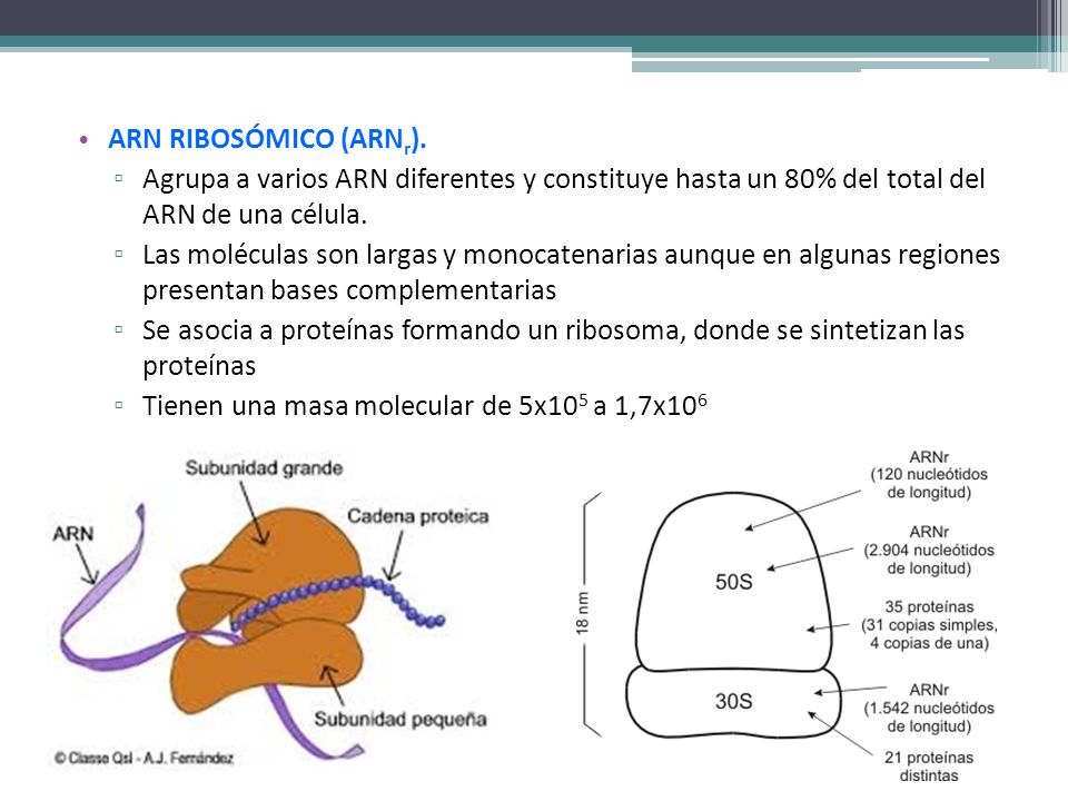 ARN RIBOSÓMICO (ARNr). Agrupa a varios ARN diferentes y constituye hasta un 80% del total del ARN de una célula.