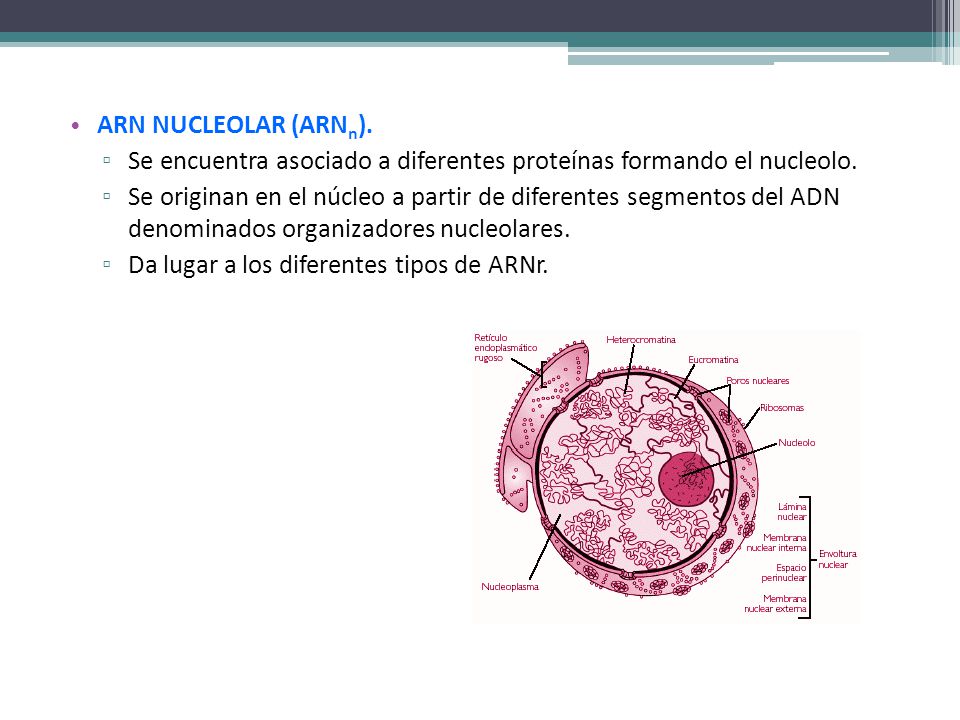 ARN NUCLEOLAR (ARNn). Se encuentra asociado a diferentes proteínas formando el nucleolo.