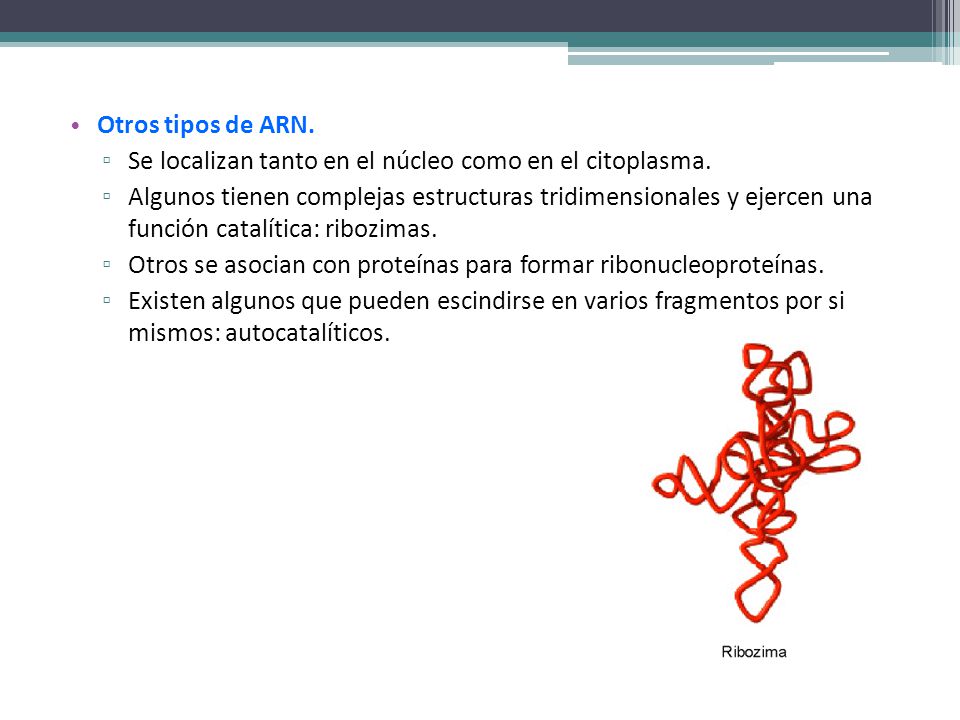 Otros tipos de ARN. Se localizan tanto en el núcleo como en el citoplasma.