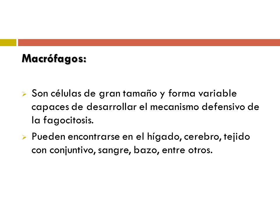 Macrófagos: Son células de gran tamaño y forma variable capaces de desarrollar el mecanismo defensivo de la fagocitosis.