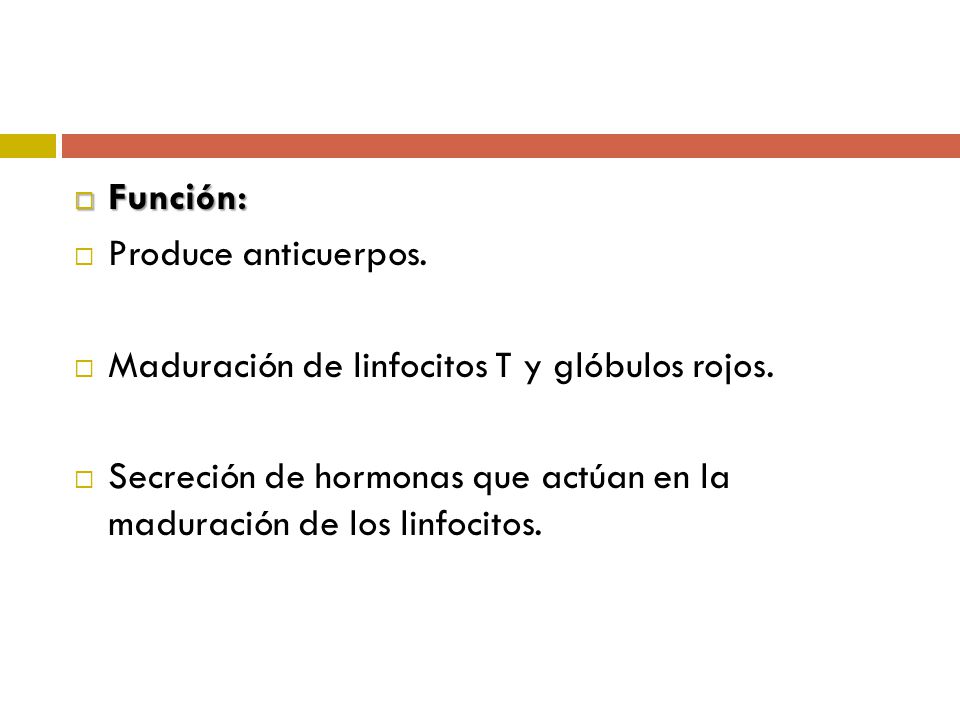 Función: Produce anticuerpos. Maduración de linfocitos T y glóbulos rojos.