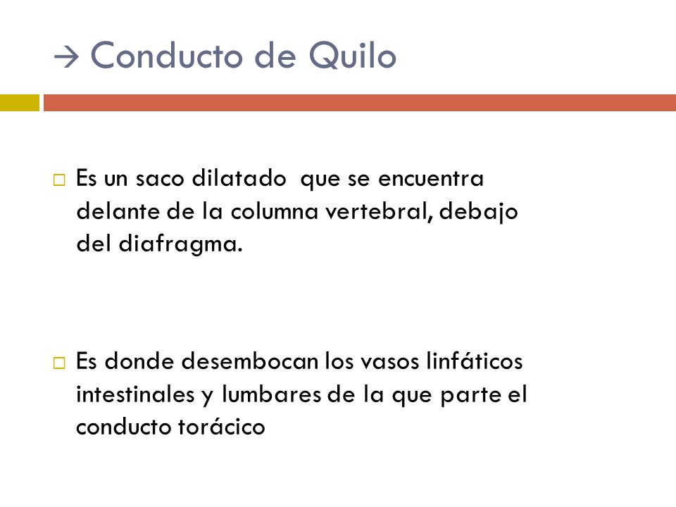  Conducto de Quilo Es un saco dilatado que se encuentra delante de la columna vertebral, debajo del diafragma.