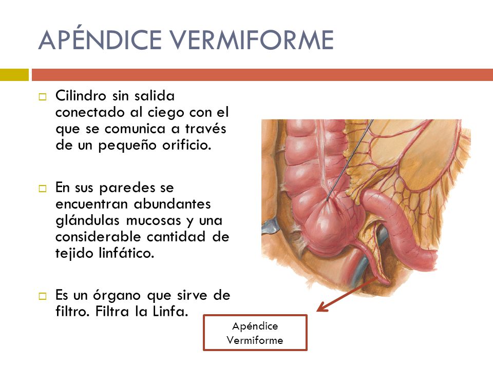 APÉNDICE VERMIFORME Cilindro sin salida conectado al ciego con el que se comunica a través de un pequeño orificio.