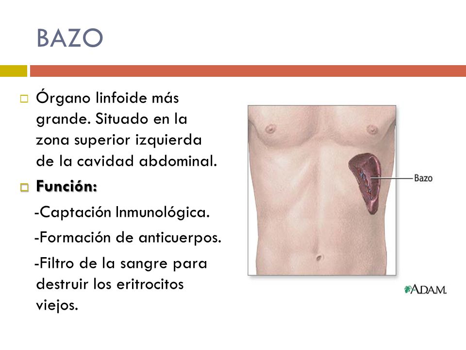 BAZO Órgano linfoide más grande. Situado en la zona superior izquierda de la cavidad abdominal. Función: