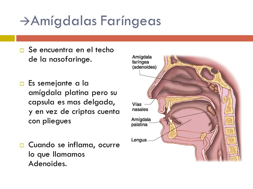 Amígdalas Faríngeas Se encuentra en el techo de la nasofaringe.