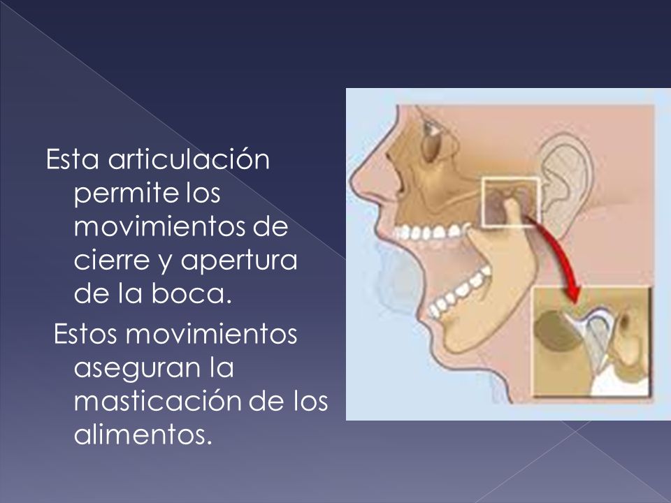 Esta articulación permite los movimientos de cierre y apertura de la boca.