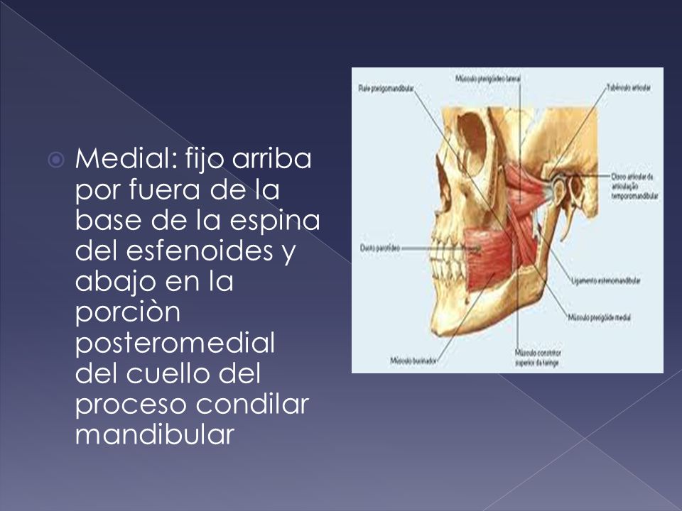 Medial: fijo arriba por fuera de la base de la espina del esfenoides y abajo en la porciòn posteromedial del cuello del proceso condilar mandibular