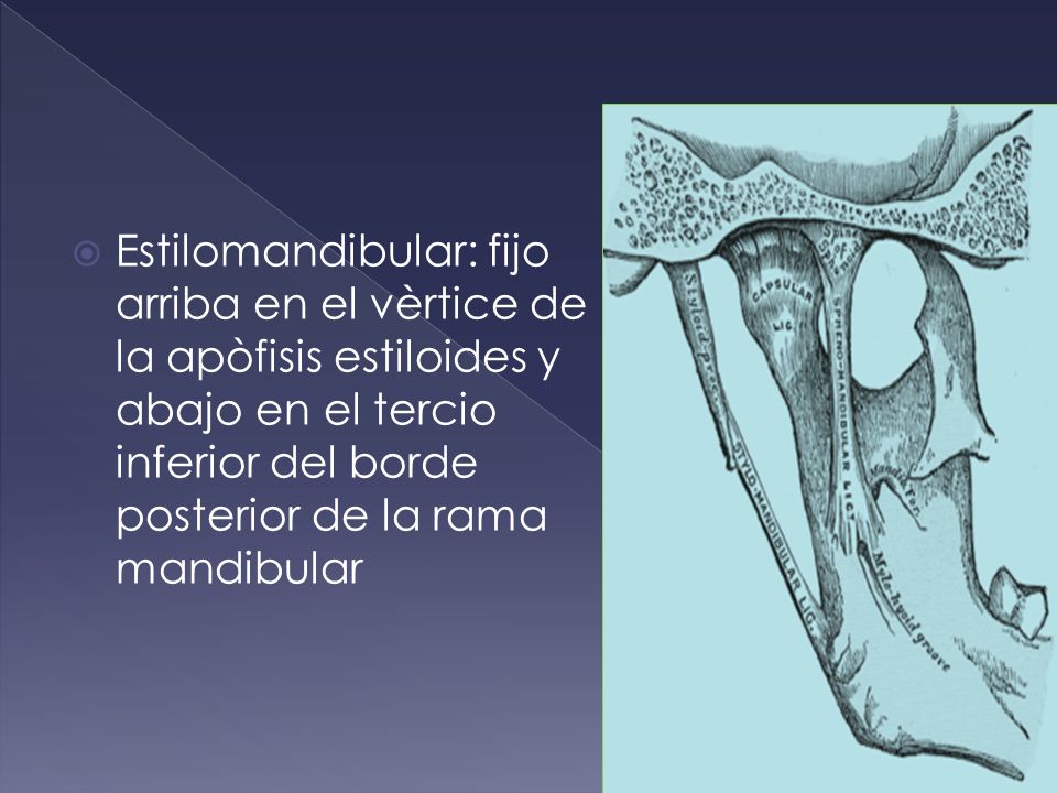 Estilomandibular: fijo arriba en el vèrtice de la apòfisis estiloides y abajo en el tercio inferior del borde posterior de la rama mandibular