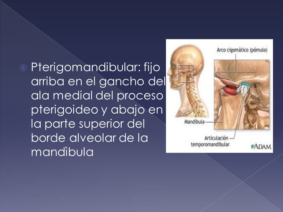 Pterigomandibular: fijo arriba en el gancho del ala medial del proceso pterigoideo y abajo en la parte superior del borde alveolar de la mandìbula