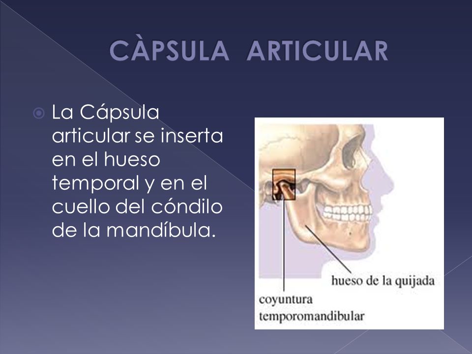 CÀPSULA ARTICULAR La Cápsula articular se inserta en el hueso temporal y en el cuello del cóndilo de la mandíbula.