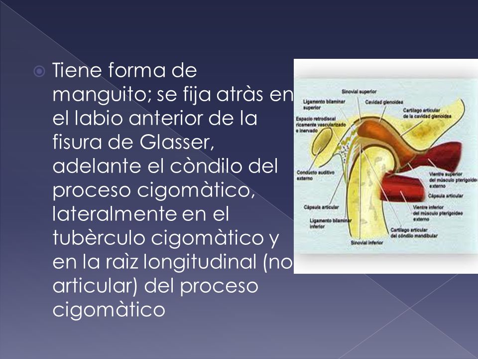 Tiene forma de manguito; se fija atràs en el labio anterior de la fisura de Glasser, adelante el còndilo del proceso cigomàtico, lateralmente en el tubèrculo cigomàtico y en la raìz longitudinal (no articular) del proceso cigomàtico