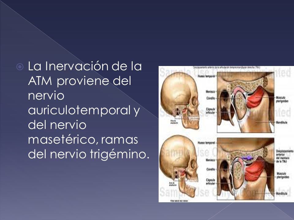 La Inervación de la ATM proviene del nervio auriculotemporal y del nervio masetérico, ramas del nervio trigémino.