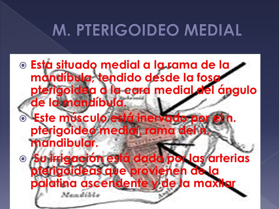M. PTERIGOIDEO MEDIAL Esta situado medial a la rama de la mandíbula, tendido desde la fosa pterigoidea a la cara medial del ángulo de la mandíbula.