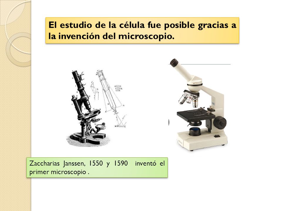 El estudio de la célula fue posible gracias a la invención del microscopio.