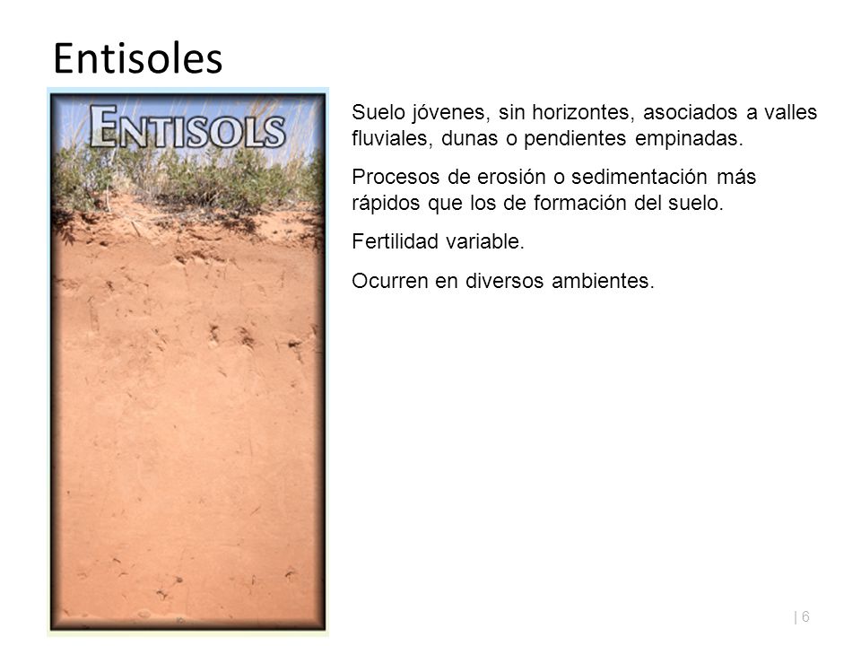 Entisoles Suelo jóvenes, sin horizontes, asociados a valles fluviales, dunas o pendientes empinadas.