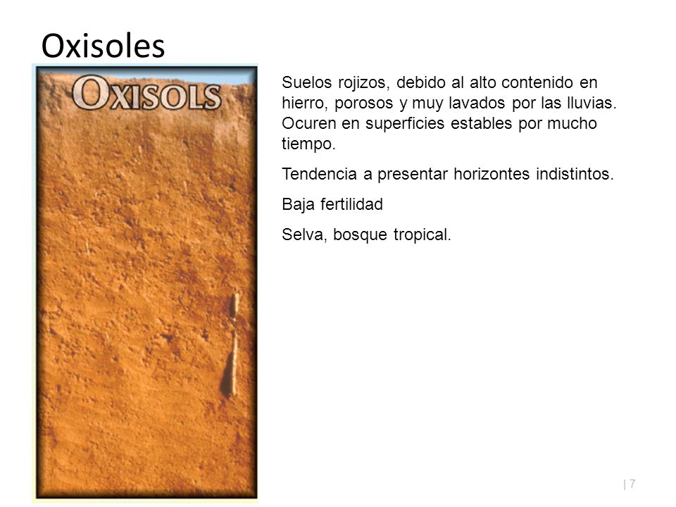 Oxisoles Suelos rojizos, debido al alto contenido en hierro, porosos y muy lavados por las lluvias. Ocuren en superficies estables por mucho tiempo.