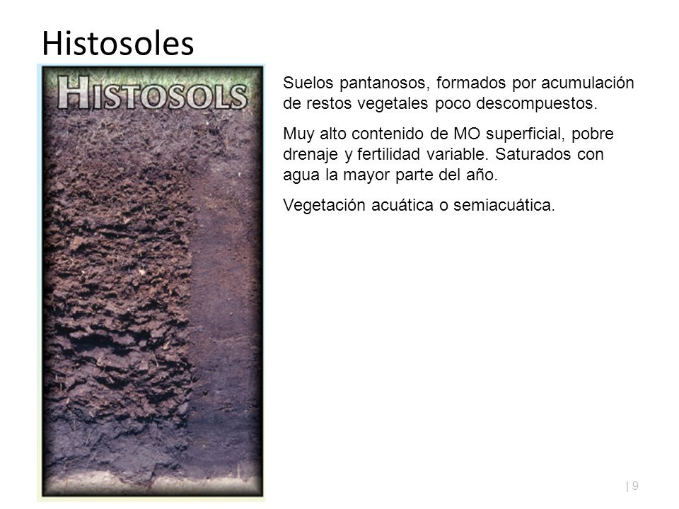Histosoles Suelos pantanosos, formados por acumulación de restos vegetales poco descompuestos.