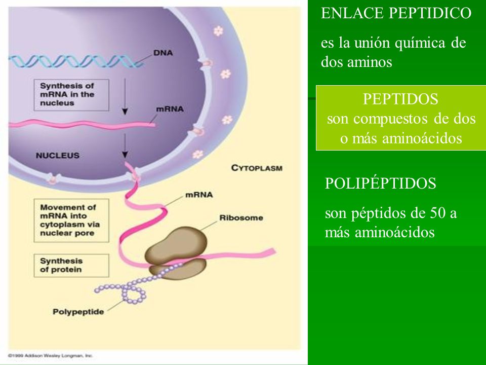 ENLACE PEPTIDICO es la unión química de dos aminos. PEPTIDOS. son compuestos de dos. o más aminoácidos.