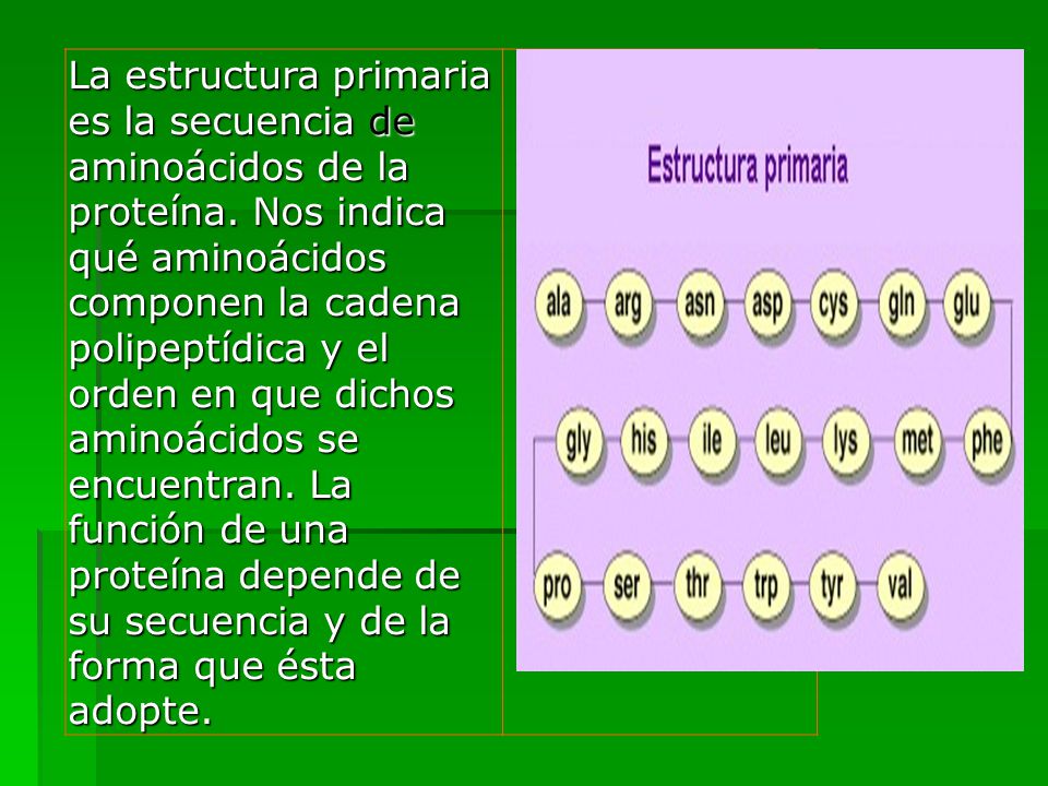 La estructura primaria es la secuencia de aminoácidos de la proteína