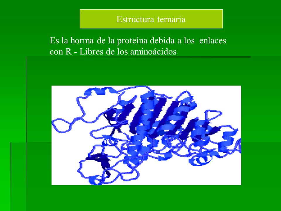 Estructura ternaria Es la horma de la proteína debida a los enlaces con R - Libres de los aminoácidos.