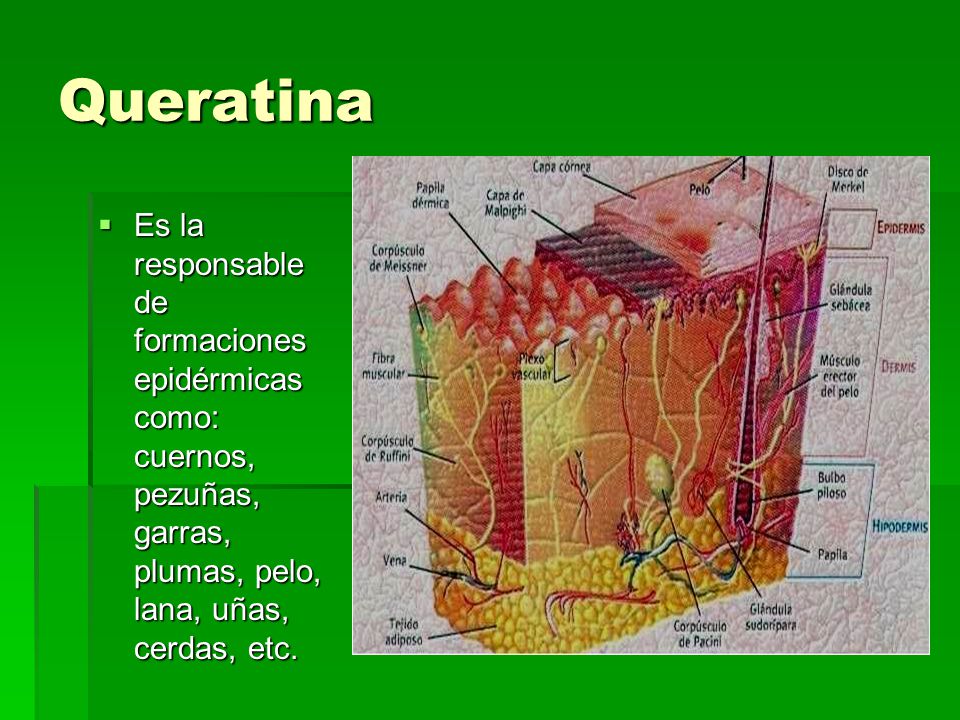 Queratina Es la responsable de formaciones epidérmicas como: cuernos, pezuñas, garras, plumas, pelo, lana, uñas, cerdas, etc.