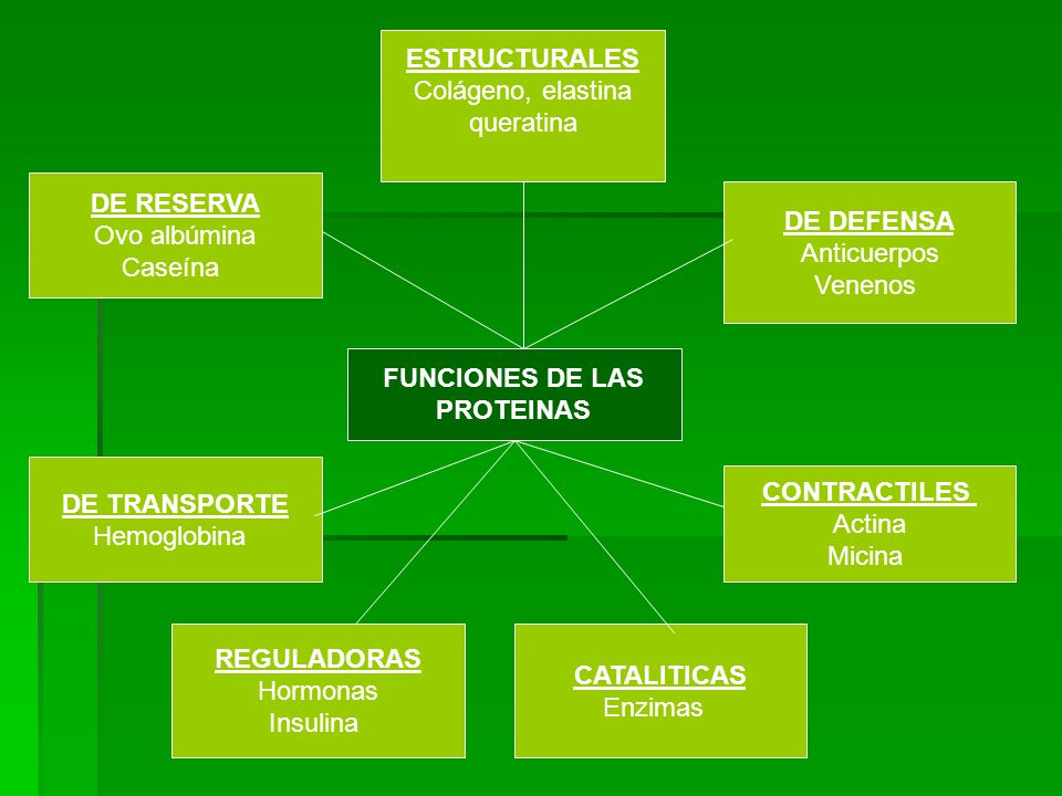 ESTRUCTURALES Colágeno, elastina. queratina. DE RESERVA. Ovo albúmina. Caseína. DE DEFENSA. Anticuerpos.
