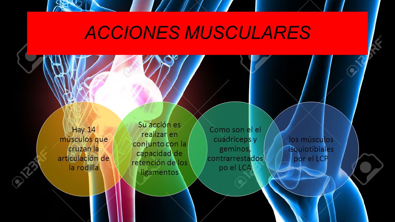 ACCIONES MUSCULARES Hay 14 músculos que cruzan la articulación de la rodilla.