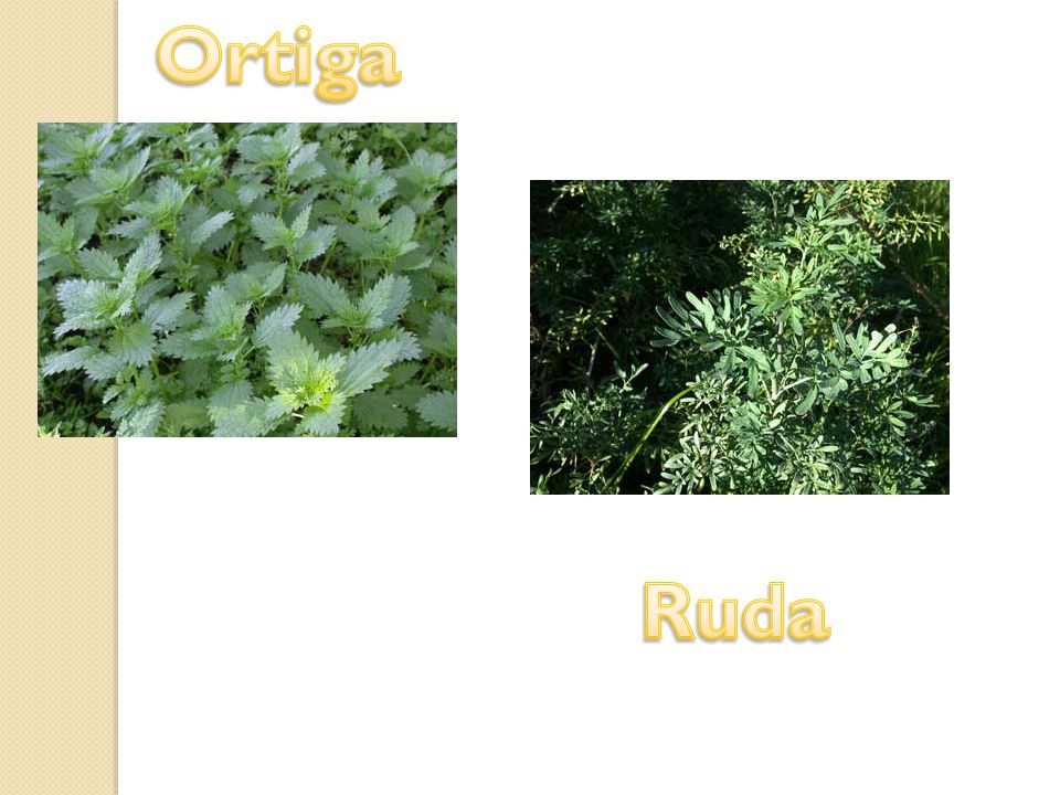 Ortiga Ruda
