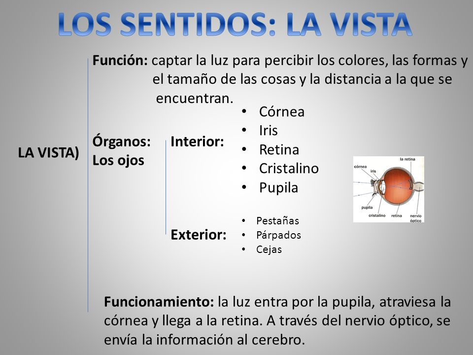 LOS SENTIDOS: LA VISTA Función: captar la luz para percibir los colores, las formas y. el tamaño de las cosas y la distancia a la que se.