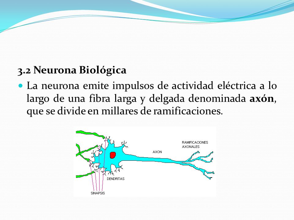 3.2 Neurona Biológica