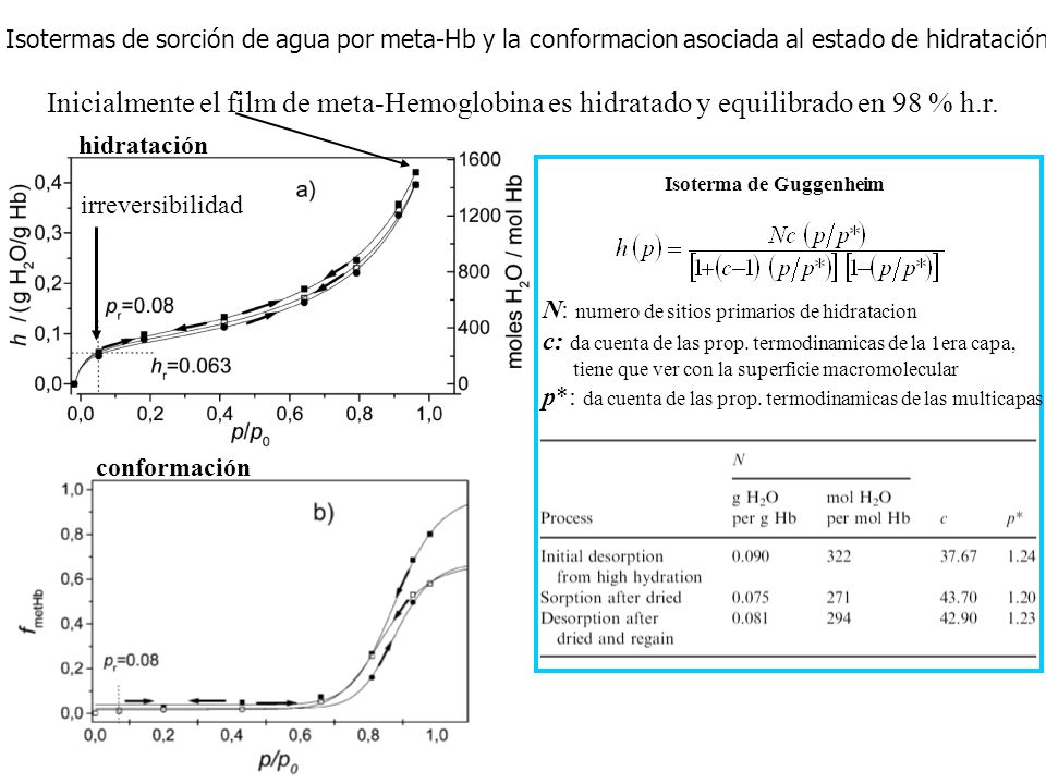 Isotermas de sorción de agua por meta-Hb y la conformacion asociada al estado de hidratación