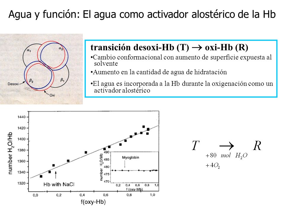 Agua y función: El agua como activador alostérico de la Hb