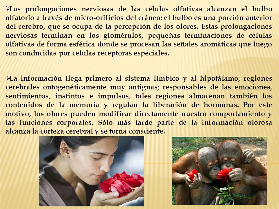 Las prolongaciones nerviosas de las células olfativas alcanzan el bulbo olfatorio a través de micro-orificios del cráneo; el bulbo es una porción anterior del cerebro, que se ocupa de la percepción de los olores. Estas prolongaciones nerviosas terminan en los glomérulos, pequeñas terminaciones de celulas olfativas de forma esférica donde se procesan las señales aromáticas que luego son conducidas por células receptoras especiales.