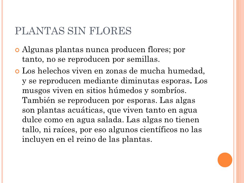 PLANTAS SIN FLORES Algunas plantas nunca producen flores; por tanto, no se reproducen por semillas.