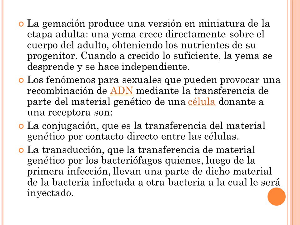 La gemación produce una versión en miniatura de la etapa adulta: una yema crece directamente sobre el cuerpo del adulto, obteniendo los nutrientes de su progenitor. Cuando a crecido lo suficiente, la yema se desprende y se hace independiente.