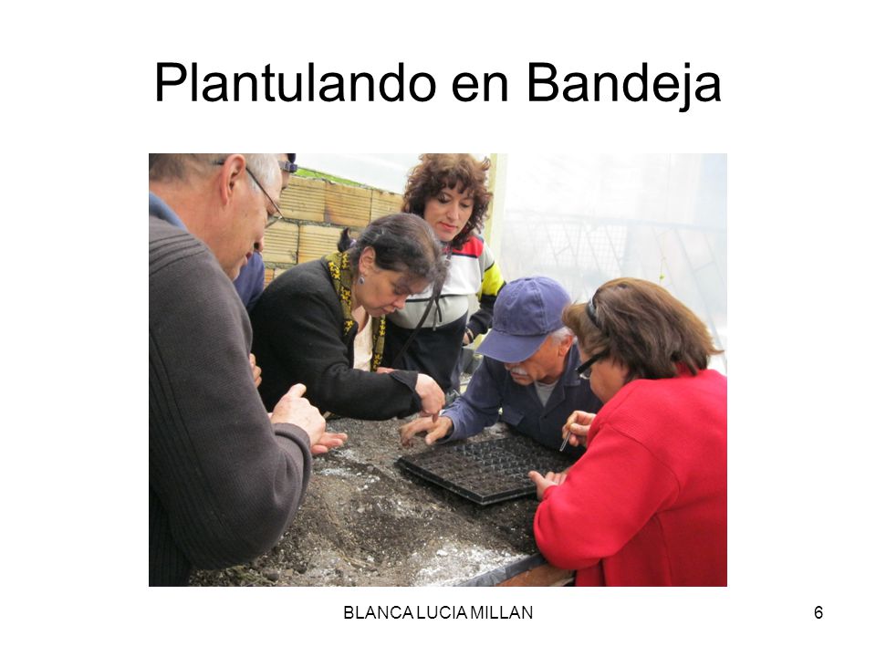 Plantulando en Bandeja